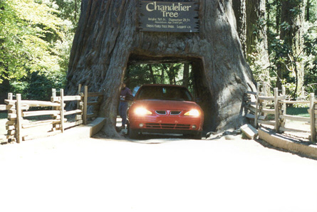 Chandelier Tree