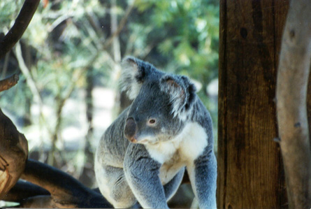 Koala