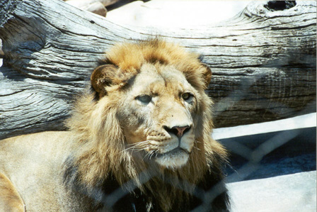 Mr. Lion