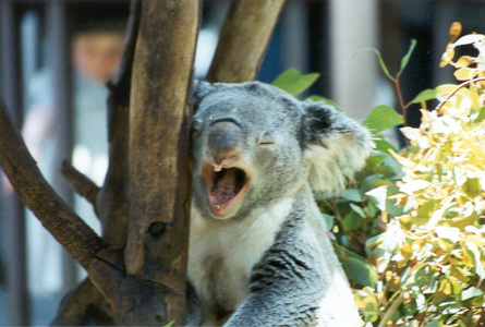 Sleepy Koala