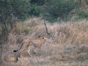 Cheetah