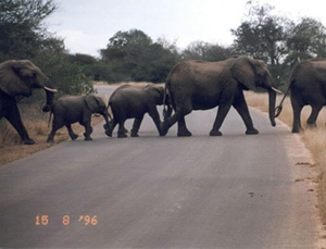 Elephants