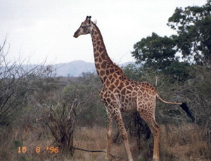 giraffe
