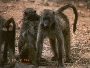 Monkeys