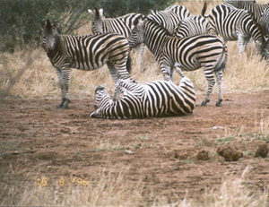Zebras